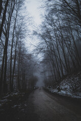 Obraz premium winter in the forest