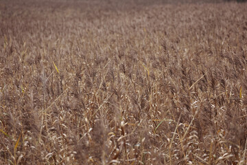 Expansive Meadow Filled With Dry Tall Grass And Reeds Swaying. A Monochromatic Nature Background With Earthy Brown Tones.