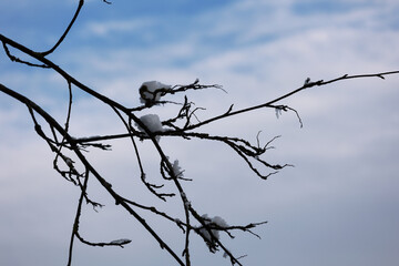Low Angle View Of Delicate Twigs Covered In Snow Against A Blue Atmosphere. The Image Conveys Freshness And Airiness.