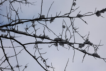 Dark Leafless Branches Holding Heavy Chunks Of Snow Against A Bright Overcast Backdrop. A High Contrast Winter Image With Graphical Lines.