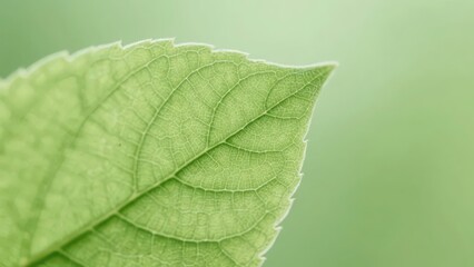 Obraz premium A close-up of a green leaf with clear veins, presenting fresh plant texture and natural aesthetic atmosphere.