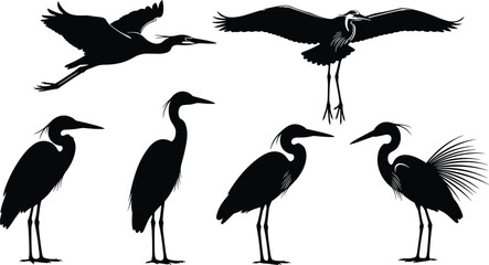 Heron and crane bird silhouette collection, standing and flying poses, detailed black vector illustration for wildlife, nature, wetland, and design elements