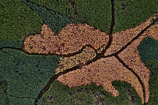Aerial view of dark green and light brown trees, a tapestry of textures, intersected by winding dark lines, creating a natural mosaic, Kingussie, Scotland, United Kingdom.