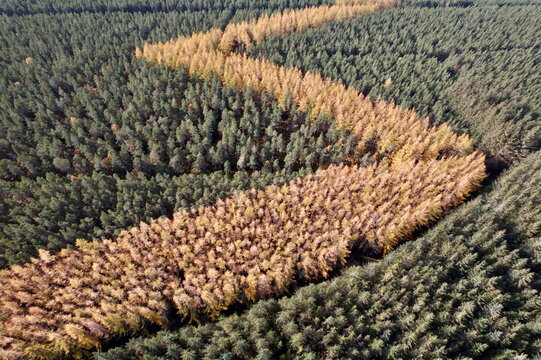 Aerial view of a vibrant tapestry of dense forest interwoven with a winding river of golden foliage, a spectacle of nature's artistry, Kingussie, Scotland, United Kingdom.