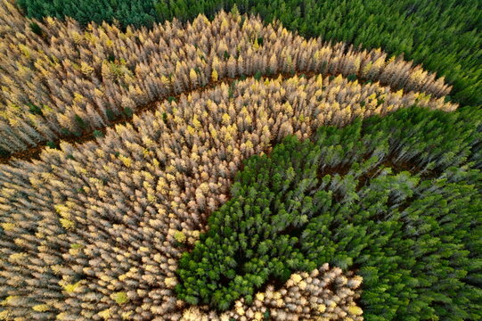 Aerial view of a mesmerizing spiral of contrasting evergreen and golden autumn trees creates a breathtaking tapestry of colors, Kingussie, Scotland, United Kingdom.
