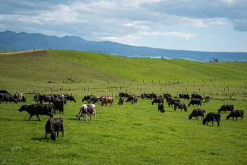 Herd of Friesian and Friesian jersey cross dairy cows grazing in green grass