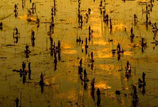 Aerial view of figures standing in shallow, reflective waters under a golden sky, casting long shadows and creating a textured, shimmering landscape, Mirzapur, Dhaka Division, Bangladesh.