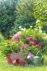 Summer gardening still life; Watering can, gardening tools, flowers in pots on a green grass in a blooming garden by sunny day
