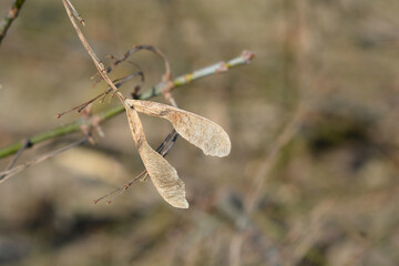 A close-up of a a dried maple samara seed hanging from a thin branch against a blurry outdoor background