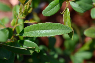 White flowering quince leaves - Latin name - Chaenomeles speciosa Nivalis