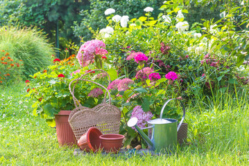 Summer gardening still life; Watering can, gardening tools, flowers in pots on a green grass in a blooming garden by sunny day