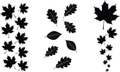 Fototapeta premium Maple and oak leaf silhouette collection, autumn foliage shapes, detailed black vector illustration set for nature, fall, botanical, and design elements
