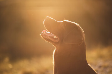 chocolate labrador retriever dog head profile portrait against the setting sun