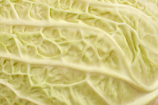 A macro close-up highlights the strikingly wrinkled and pale green texture of a fresh savoy cabbage leaf