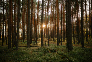 Sunlight Filtering Through Forest Trees at Dawn