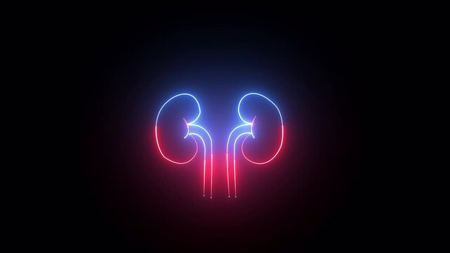 Neon kidney icon in a line style for humans. Elements of Medicine in neon style icons. symbol for the urinary system component.  Vector illustration.