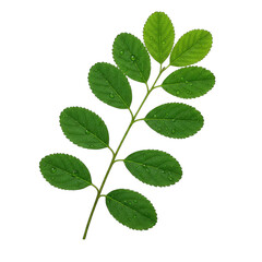 A single green branch with multiple oval shaped leaves covered in water droplets isolated on a transparent background studio shot