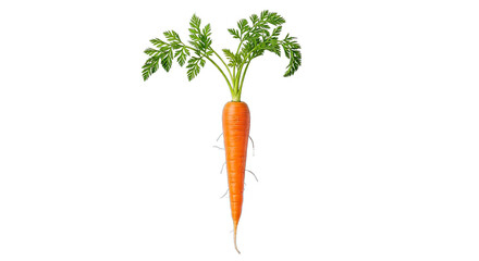 Vibrant orange fresh whole carrot with lush green leaves and delicate root hairs a healthy raw root vegetable perfect for nutritious meals isolated on transparent background