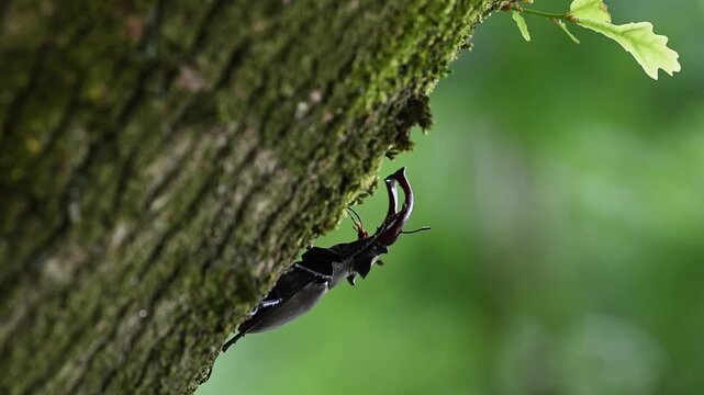 Stag beetle male climbs along an oak trunk looking for food, lucanus cervus, may, lower saxony, north germany 