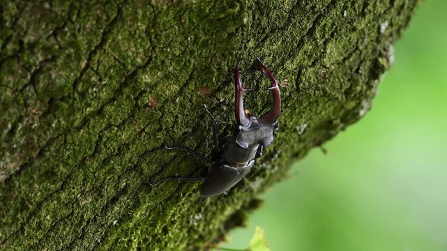 Stag beetle male climbs along an oak trunk looking for food, lucanus cervus, may, lower saxony, north germany 