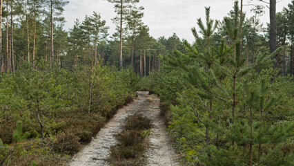 A path in a young pine forest. A snowless, winter day.