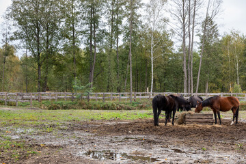 Horses eating hay from a hay rack in a paddock in the free-range stable. Paddock fence and trees in the background. © Fotema