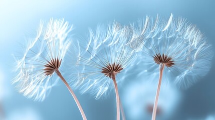 Dandelion seeds flutter in the breeze, embodying nature's delicate charm against a soft blue sky