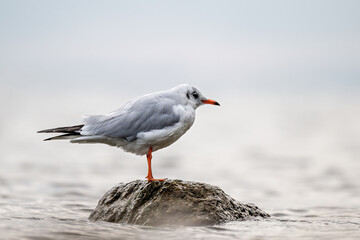 Lachmöwe in Winterkleid steht auf einem nassen, dunklen Felsen im seichten Wasser, vor einem diffusen, hellgrauen Hintergrund, im Querformat.