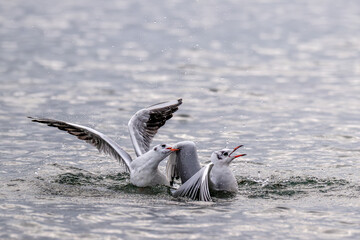 Zwei Lachmöwen im Konflikt über ruhigem Wasser: Ein Vogel fliegt mit gespreizten Flügeln auf, der andere schlägt mit den Flügeln auf das Wasser auf.