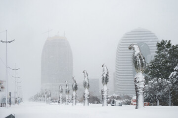 Palm trees covered with snow while it is snowing in the park, blurred buildings background