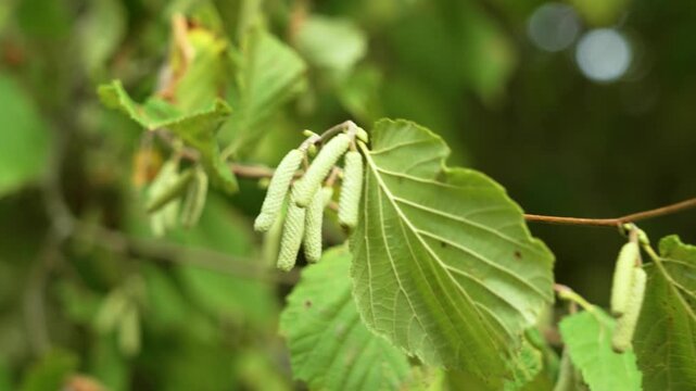 Green catkins hanging from branch of hazel tree with lush foliage swaying in the wind