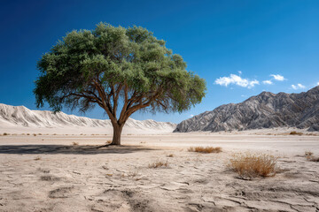 Large green tree stands alone in a barren desert landscape under a clear blue sky