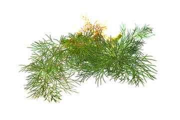 dill isolated on white background