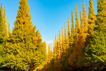 Jingu Gaien Ginkgo avenue in autumn, Tokyo, Japan