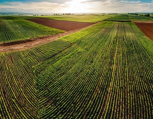 Aerial View of Agricultural Fields at Sunset: Rows of Crops, Fertile Land, and a Rural Landscape