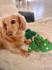 dachshund with christmas decorations