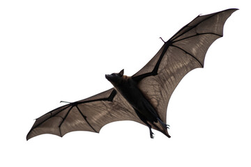 A large fruit bat with wide wings outstretched in flight against a clean white background, showcasing its leathery wings and silhouette