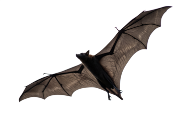 A large fruit bat with wide wings outstretched in flight against a clean white background, showcasing its leathery wings and silhouette