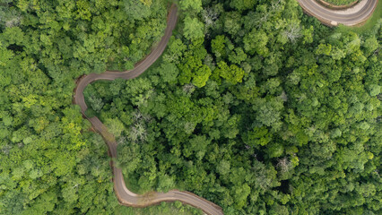 Drone capture of an asphalt road connecting the regencies in Sumba; this road is inside a dense forest with large trees