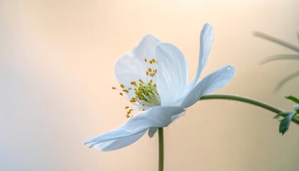 Obraz premium Delicate white flower in soft light, petals gracefully unfurling, showing intricate stamen detail