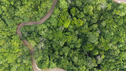A winding road through the dense forest of Sumba, the main road connecting the regencies on Sumba Island