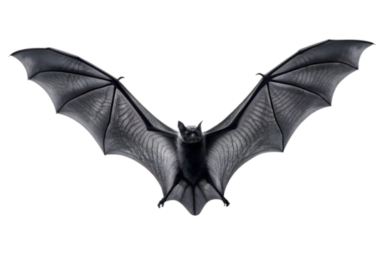 Captivating black bat with wide-spread wings, captured mid-flight, showcasing its detailed texture and form, isolated against a pure white background for clear visibility and versatile design use