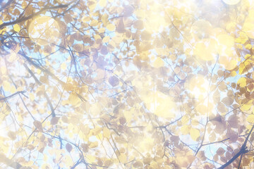 Bokeh, sun glare in an autumn park, abstract blurred light background, sunny autumn day in nature