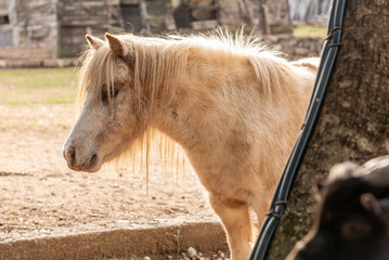 Obraz premium Domestic horse grazing on meadow grassland, farm with animals outdoor landscape