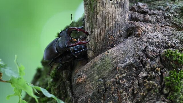 Stag beetle pair mating at an oak sap leak, lucanus cervus, may, lower saxony, north germany 