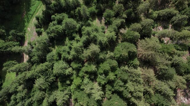 Top-down aerial view of a dense green forest canopy with rich natural textures and untouched vegetation. Perfect for nature, environment, conservation, and documentary projects.