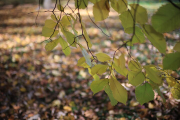 Seasonal photo, autumn view of nature in a city park, background