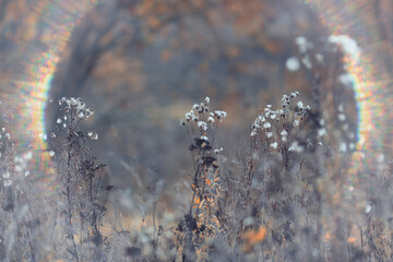 Autumn nature view, dry grass on a sunny day, the background of the outgoing season in warm tones