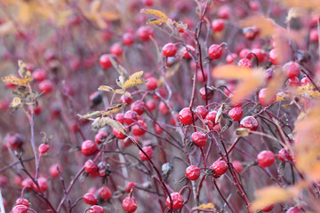 Rosehip autumn harvest of red berries on thorny bushes, a natural vitamin