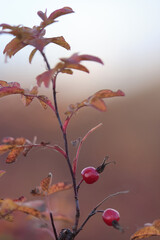 Rosehip autumn harvest of red berries on thorny bushes, a natural vitamin